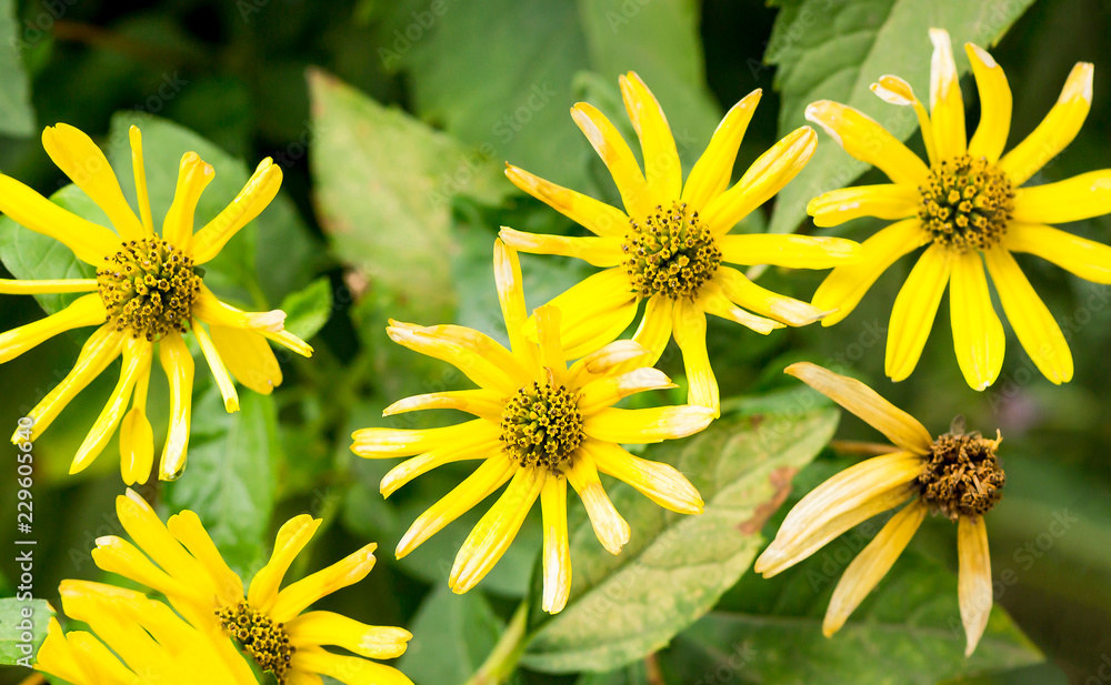 Fototapeta premium yellow flowers among green leaves