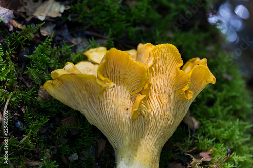 Cantharellus cibarius is a species of golden chanterelle mushroom in the genus Cantharellus