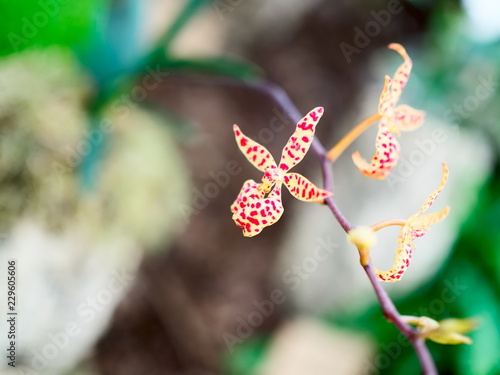 Wallpaper Mural Renanthera monachica Torontodigital.ca