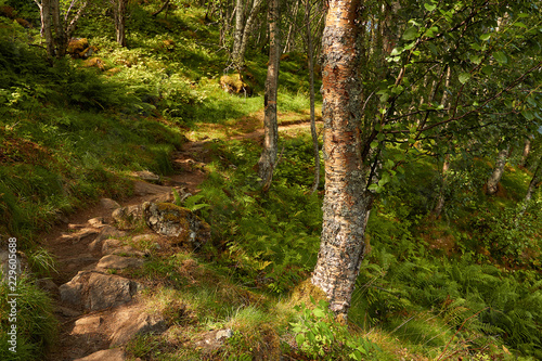 traumhafter Wanderweg durch einen Birkenwald am Geiranger Fjord