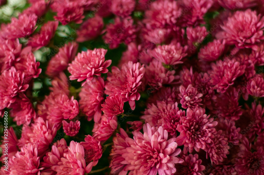 Red chrysanthemums in the backgrounds. A bouquet of chrysanthemums. Many red beautiful flowers