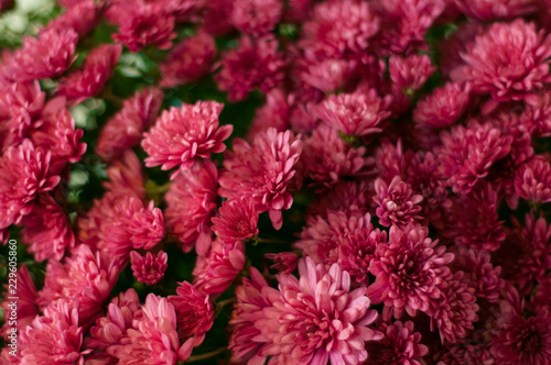 Red chrysanthemums in the backgrounds. A bouquet of chrysanthemums. Many red beautiful flowers