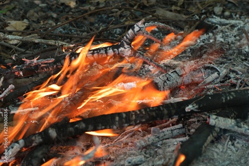 Fire on forest floor burning fallen branches 5