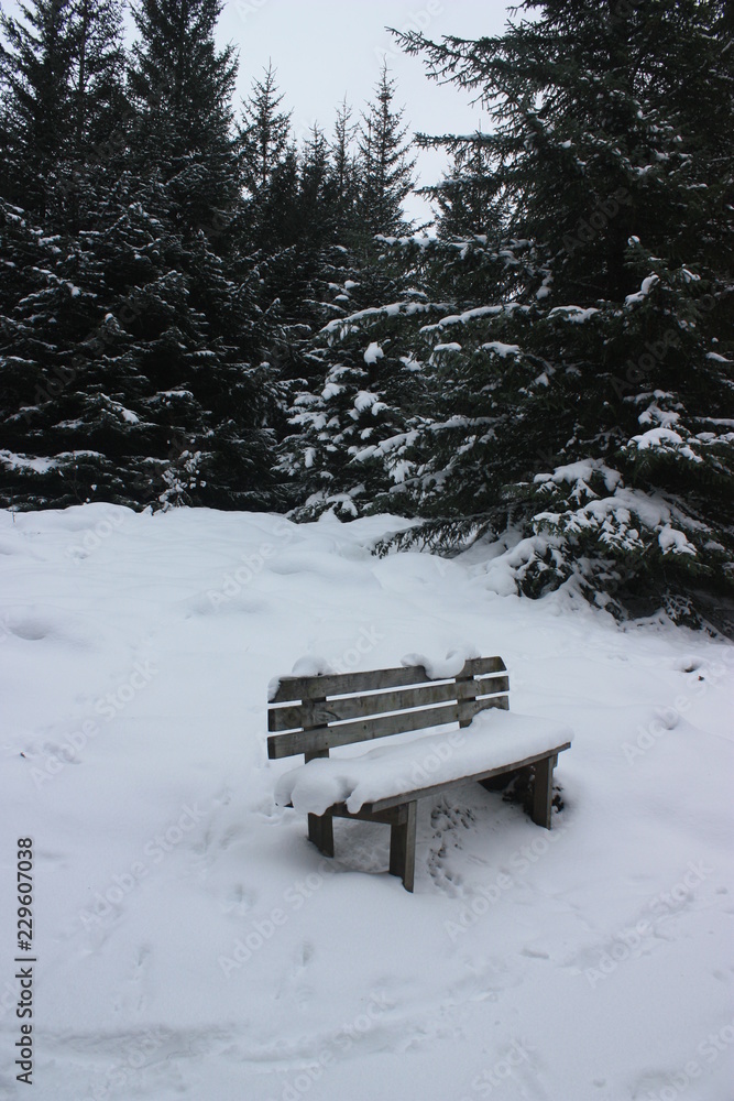 Nobody on bench covered in cold white snow in forest of tall snowy evergreen trees