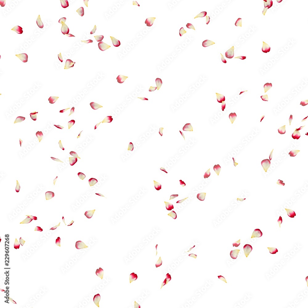 Rose petals fly in the air Rose petals fly in the air