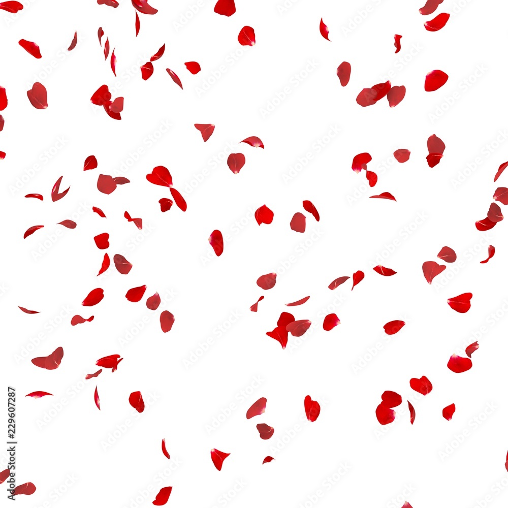Rose petals fly in the air Rose petals fly in the air