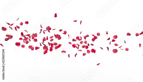 Fototapeta Naklejka Na Ścianę i Meble -  The petals of a red rose fly far into the distance