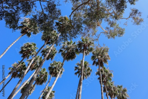 Palm trees on blue sky background 