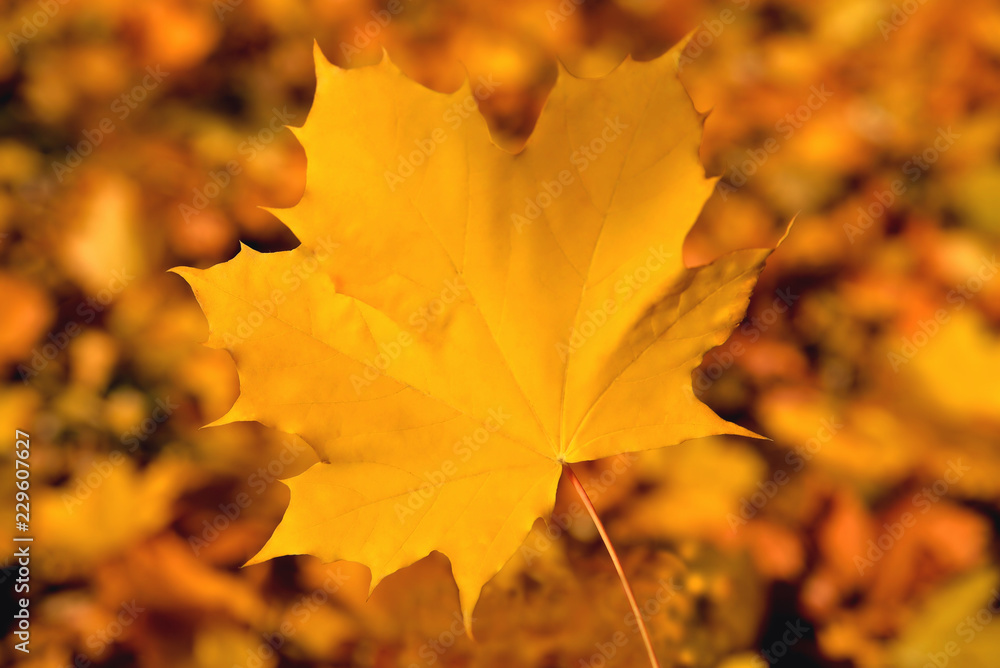 Obraz premium Yellow maple leaf, bright and saturated color, background of maple leaves in the blur, close-up