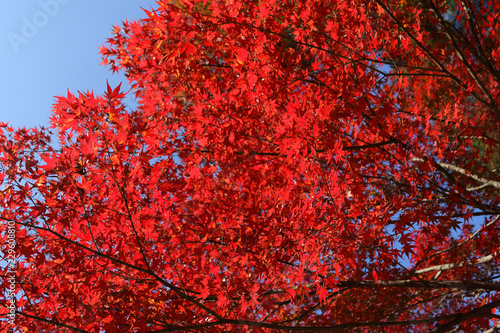 紅葉