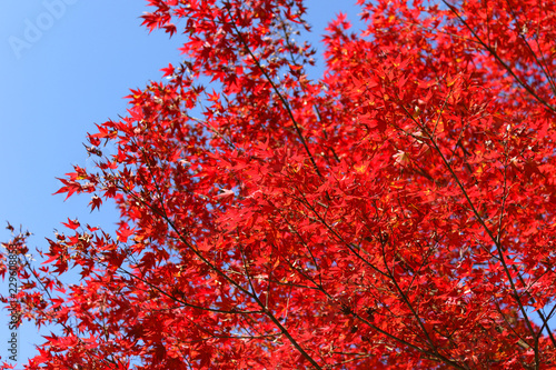 紅葉