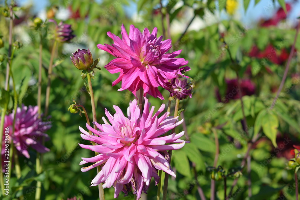 Fototapeta premium Bright pink Dahlias in a Dahlia field