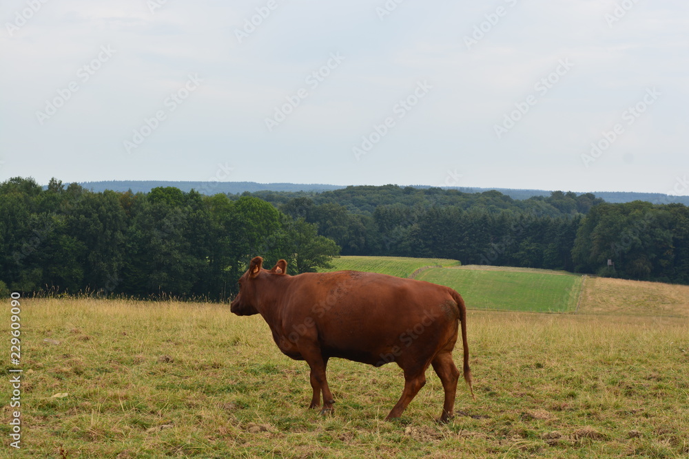A brown cow in an open field