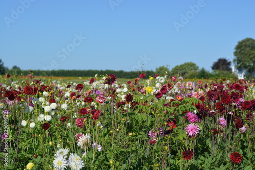 Fototapeta Naklejka Na Ścianę i Meble -  A field of differently coloured Dahlia flowers
