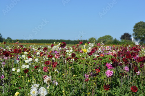 A field of differently coloured Dahlia flowers © Yadag