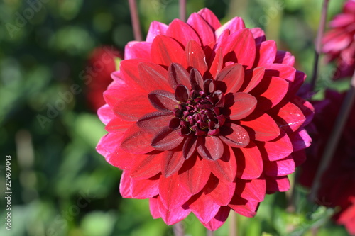 Fototapeta Naklejka Na Ścianę i Meble -  Dark red Dahlias in a Dahlia field