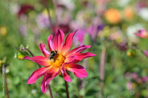 Fototapeta Naklejka Na Ścianę i Meble -  A small pink Dahlia with a bee on it