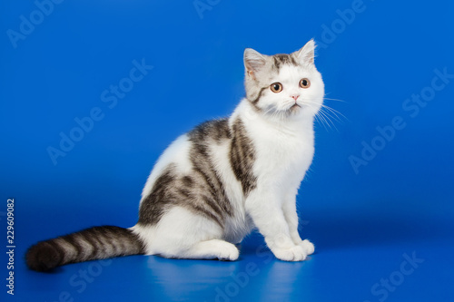 Portrait of Scottish Straight kitten lying on blue background 