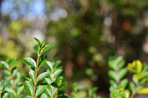 A close up of leaves on a bush