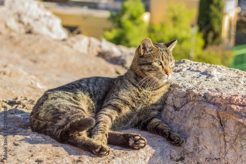 single street cat portrait lay on stones and looking side ways, sunny weather single street cat portrait lay on stones and looking side ways, sunny weather