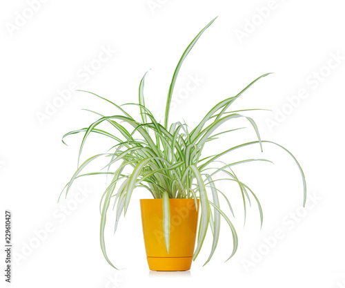 Flower chlorophytum in yellow pot isolated on white background. File contains a path to isolation. photo