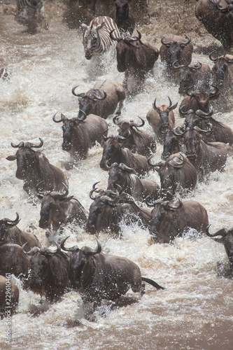Great Migration River Crossing Extreme