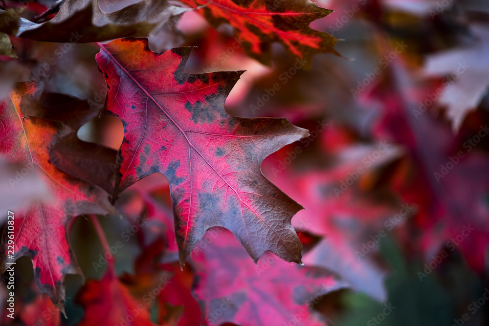 Fototapeta premium Autumn oak leaves. Background