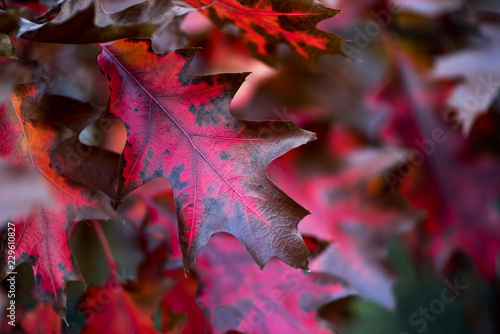 Autumn oak leaves. Background
