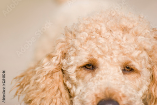 Nahaufnahme eines Pudels / Close-up of a poodle photo