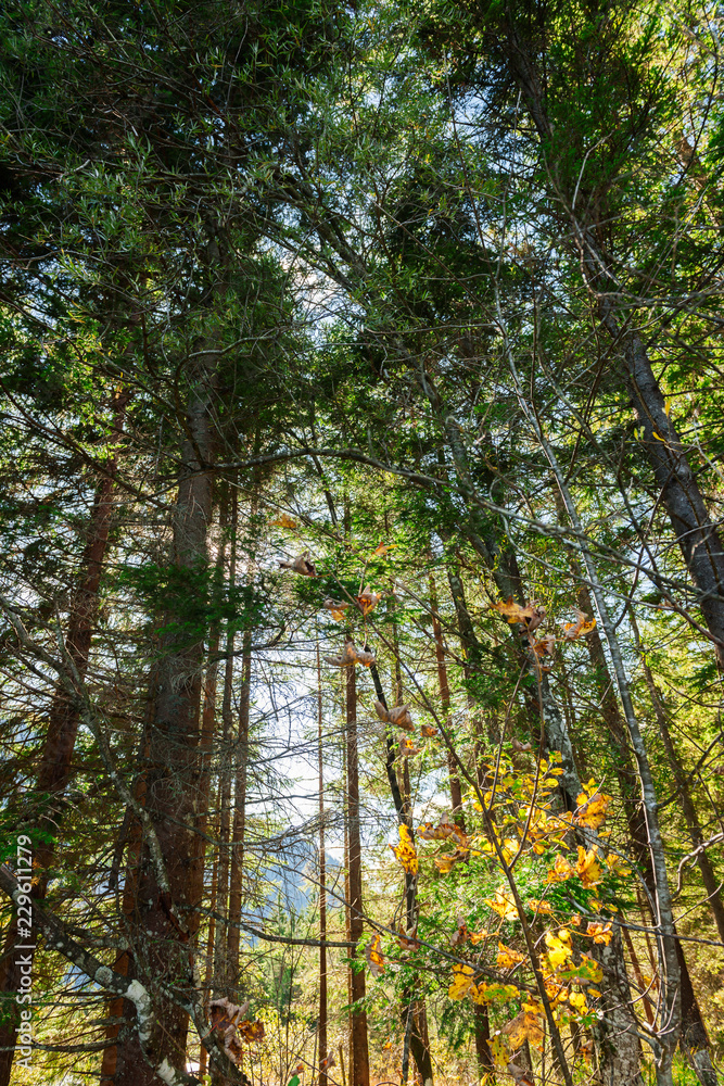 Mountain pine forest in the back light upwards Mountain pine forest in the back light upwards