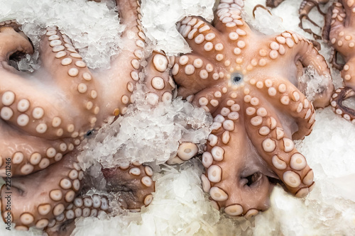 Octopus fresh on ice in the market