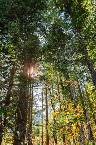 Mountain pine forest in the back light upwards lens flares
