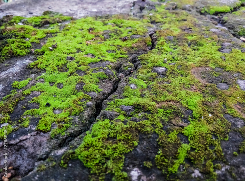 Old asphalt in the cracks overgrown with moss.