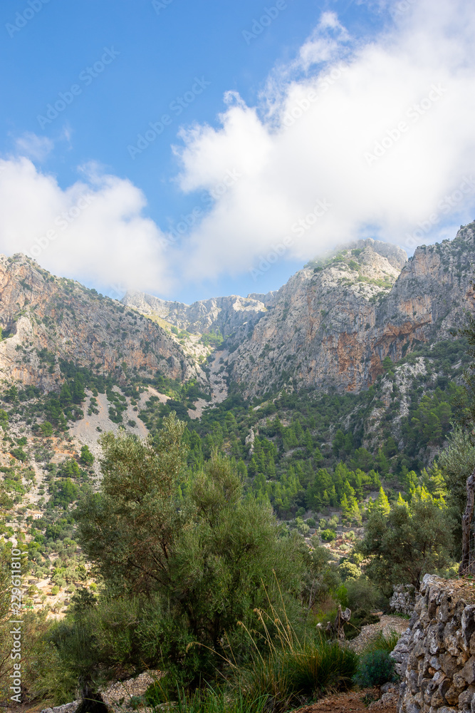 Urlaub, Mallorca, Palmen, Bananen, Wandern, Katze, Kitty, Tiere, Früchte Urlaub, Mallorca, Palmen, Bananen, Wandern, Katze, Kitty, Tiere, Früchte