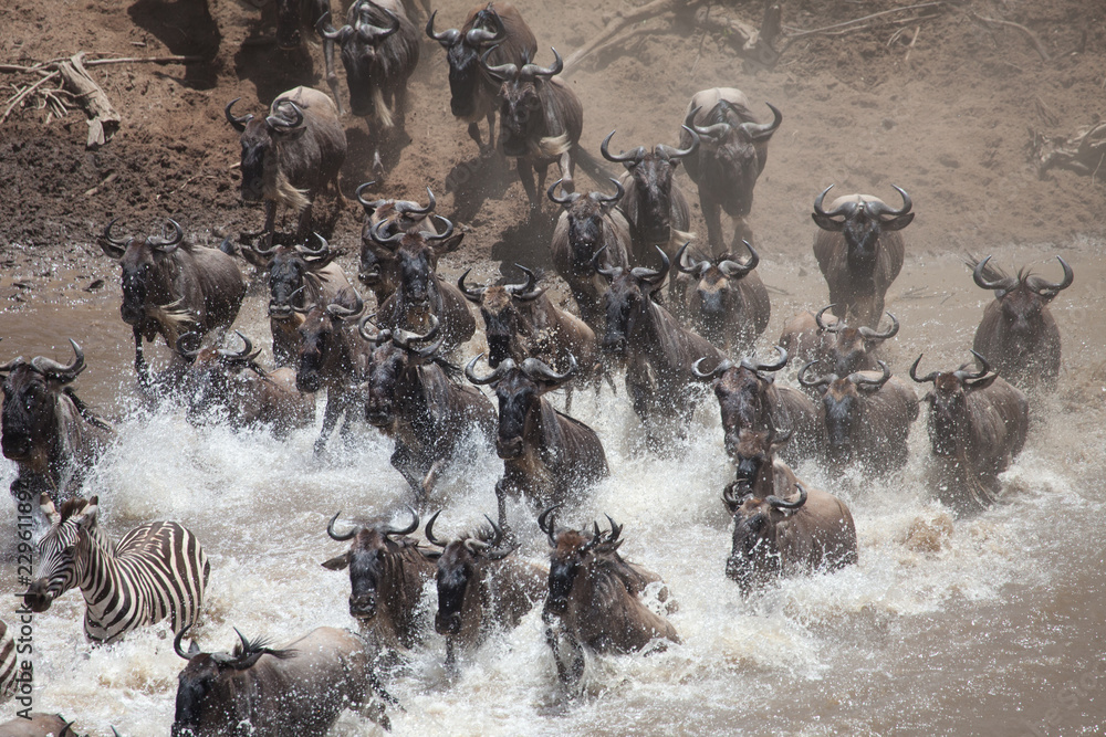Fototapeta premium Stampede of wildebeest and zebra crossing the river in the Great Migration of Serengeti
