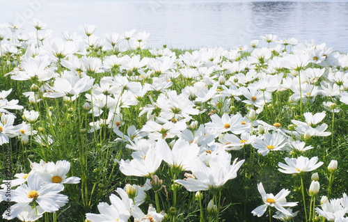 White cosmos flowers field.