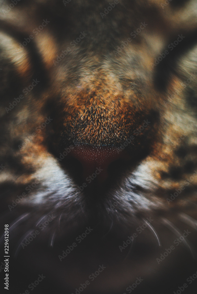 Muzzle of a domestic cat close up Muzzle of a domestic cat close up