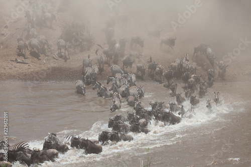 Stampede of wildebeest and zebra crossing the river in the Great Migration of Serengeti