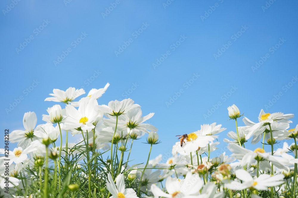 White cosmos flowers field and bee with blue sky background.