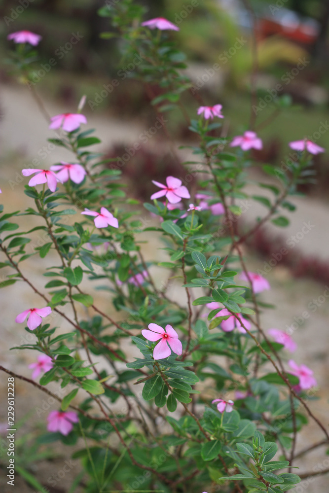 beautiful flowers bloom in the garden beautiful flowers bloom in the garden