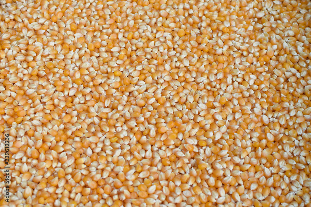 corn kernels background corn kernels background