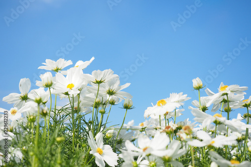 White cosmos flowers field with blue sky background.