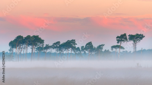 Beautiful misty conditions on the Kalmthoutse Heide in Belgium. A perfect blanket of fog with the trees standing under a beautiful pink sky. photo