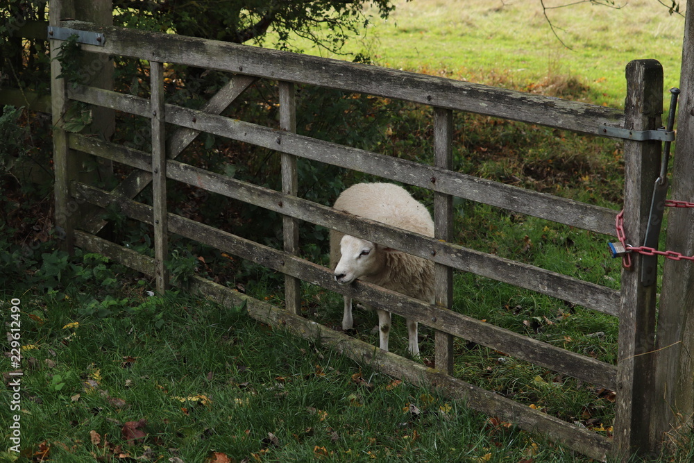 Obraz premium fluufy woolen coats .sheep in a field tagged for ownership
