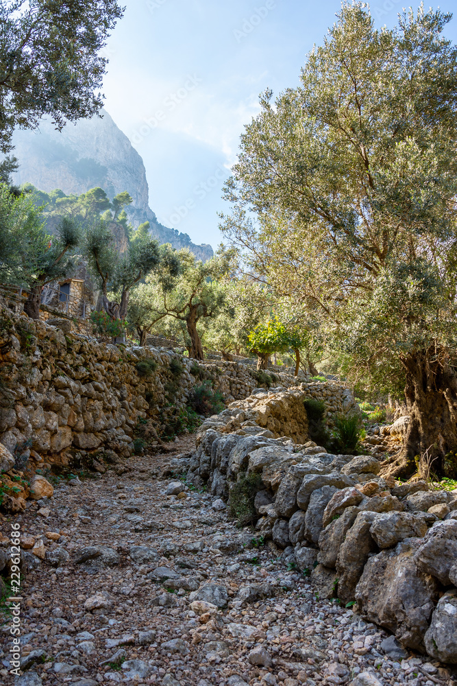 Urlaub, Mallorca, Palmen, Bananen, Wandern, Katze, Kitty, Tiere, Früchte Urlaub, Mallorca, Palmen, Bananen, Wandern, Katze, Kitty, Tiere, Früchte