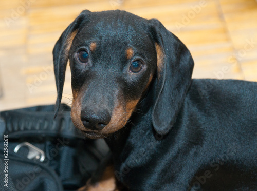 Portrait of three-month puppy of black and tan dachshund 