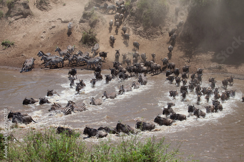 Stampede of wildebeest and zebra crossing the river in the Great Migration of Serengeti © DaiMar