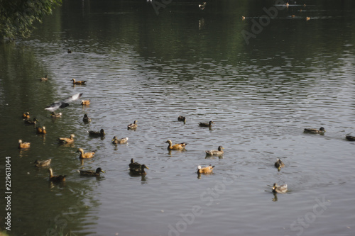 ducks in pond