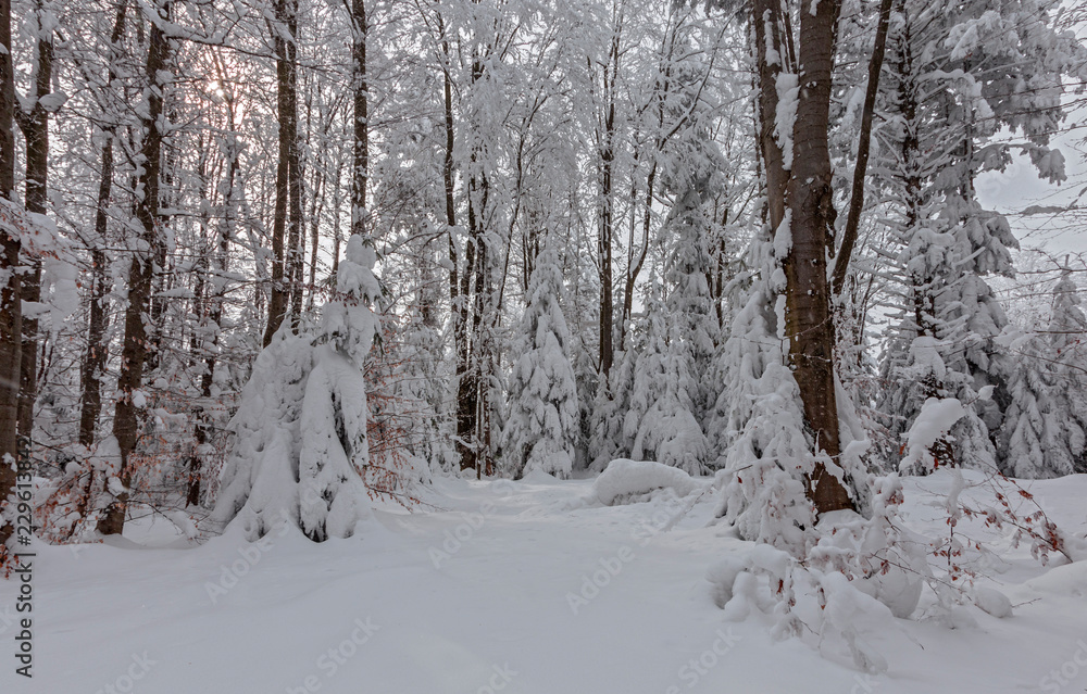The trees in the winter forest are densely covered with fresh, loose snow. winter forest after heavy snowfall. The winter forest in the Carpathians is covered with a thick layer of loose snow The trees in the winter forest are densely covered with fresh, loose snow. winter forest after heavy snowfall. The winter forest in the Carpathians is covered with a thick layer of loose snow