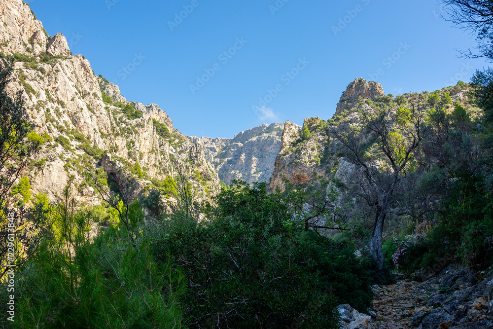 Urlaub, Mallorca, Palmen, Bananen, Wandern, Katze, Kitty, Tiere, Früchte